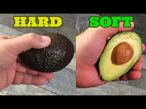 How to Quickly Ripen a Hard Avocado - With This Simple Trick