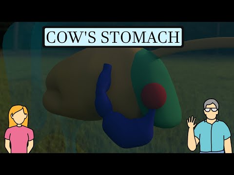 Cow's Stomach in 3D || Why do cows have four stomachs? || EDUCATIONAL ANIMATED VIDEO
