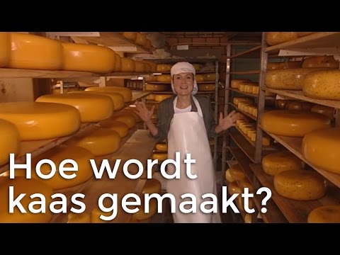 Hoe wordt kaas gemaakt? | Het Klokhuis